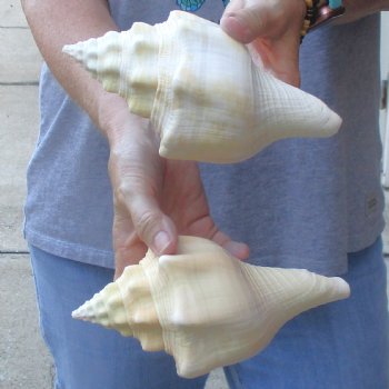 Available for Sale - 2 pc lot of West Indian Chank Shells, 7 & 7-1/2 inches for $18