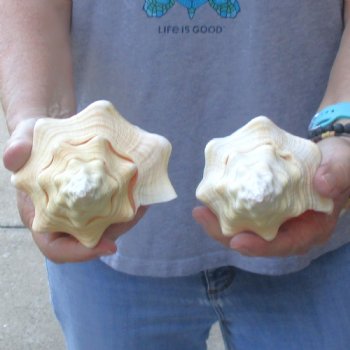 Available for Sale - 2 pc lot of West Indian Chank Shells, 7 & 7-1/2 inches for $18