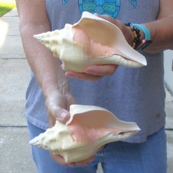 Available for Sale - 2 pc lot of Chank Shells, 7-1/2 & 7-3/4 inches for $18/lot