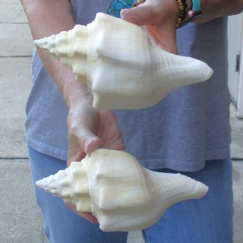 Available for Sale - 2 pc lot of Chank Shells, 7-1/2 & 7-3/4 inches for $18/lot