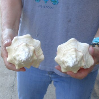 Available for Sale - 2 pc lot of Chank Shells, 7-1/2 & 7-3/4 inches for $18/lot