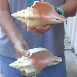 Available for Sale - 2 pc lot of Chank Shells, 7 & 7-3/4 inches for $18/lot
