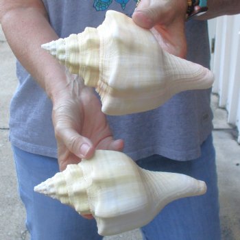 Available for Sale - 2 pc lot of Chank Shells, 7 & 7-3/4 inches for $18/lot