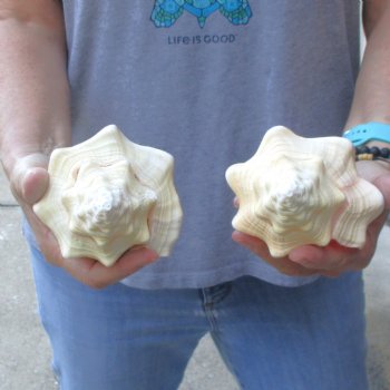Available for Sale - 2 pc lot of Chank Shells, 7 & 7-3/4 inches for $18/lot