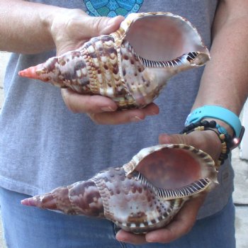 2 piece lot of B-Grade Caribbean Triton Trumpet seashells 7 inch - Available for Sale for $20.00/lot