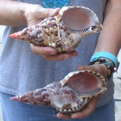 2 piece lot of B-Grade Caribbean Triton Trumpet seashells 7 inch - Available for Sale for $20.00/lot