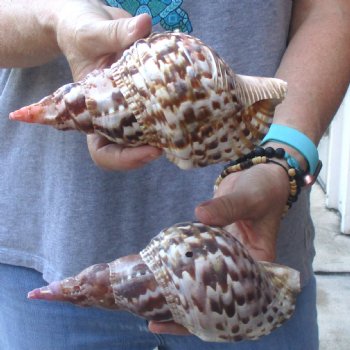 2 piece lot of B-Grade Caribbean Triton Trumpet seashells 7 inch - Available for Sale for $20.00/lot