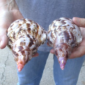 2 piece lot of B-Grade Caribbean Triton Trumpet seashells 7 inch - Available for Sale for $20.00/lot