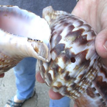 2 piece lot of B-Grade Caribbean Triton Trumpet seashells 7 inch - Available for Sale for $20.00/lot