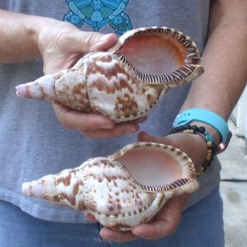 2 piece lot of B-Grade Caribbean Triton Trumpet seashells 7 inch - Available for Sale for $20.00/lot
