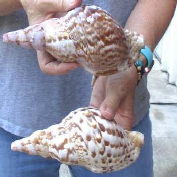 2 piece lot of B-Grade Caribbean Triton Trumpet seashells 7 inch - Available for Sale for $20.00/lot