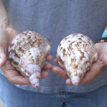 2 piece lot of B-Grade Caribbean Triton Trumpet seashells 7 inch - Available for Sale for $20.00/lot