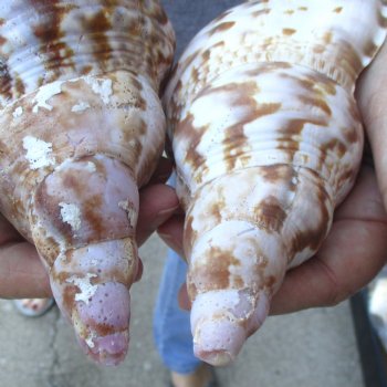 2 piece lot of B-Grade Caribbean Triton Trumpet seashells 7 inch - Available for Sale for $20.00/lot