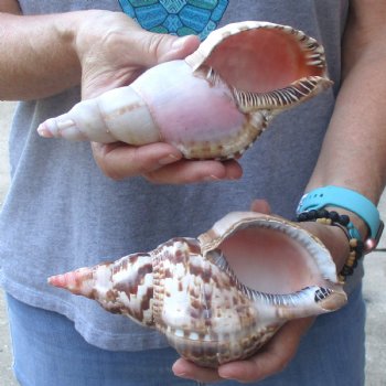 2 piece lot of B-Grade Caribbean Triton Trumpet seashells 7 inch - Available for Sale for $20.00/lot