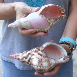 2 piece lot of B-Grade Caribbean Triton Trumpet seashells 7 inch - Available for Sale for $20.00/lot