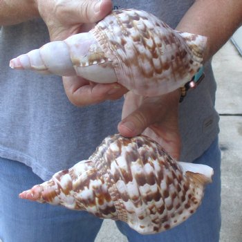 2 piece lot of B-Grade Caribbean Triton Trumpet seashells 7 inch - Available for Sale for $20.00/lot