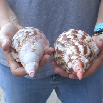 2 piece lot of B-Grade Caribbean Triton Trumpet seashells 7 inch - Available for Sale for $20.00/lot