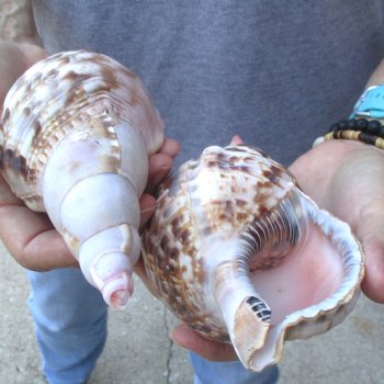 2 piece lot of B-Grade Caribbean Triton Trumpet seashells 7 inch - Available for Sale for $20.00/lot
