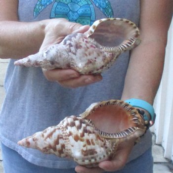 2 piece lot of B-Grade Caribbean Triton Trumpet seashells 7 inch - Available for Sale for $20.00/lot