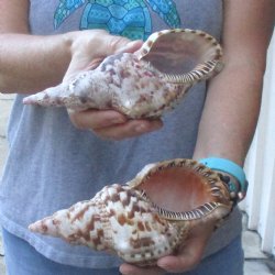 2 piece lot of B-Grade Caribbean Triton Trumpet seashells 7 inch - Available for Sale for $20.00/lot