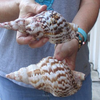 2 piece lot of B-Grade Caribbean Triton Trumpet seashells 7 inch - Available for Sale for $20.00/lot