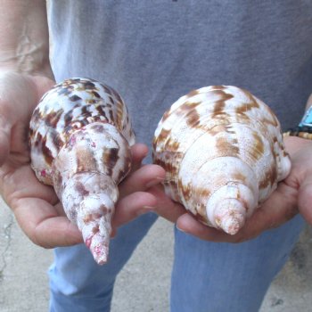 2 piece lot of B-Grade Caribbean Triton Trumpet seashells 7 inch - Available for Sale for $20.00/lot