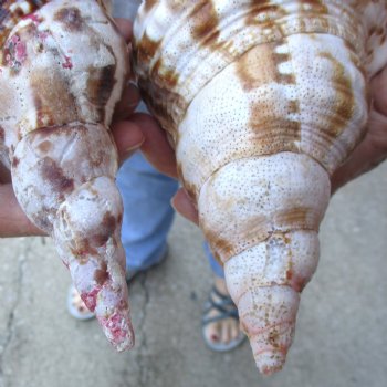 2 piece lot of B-Grade Caribbean Triton Trumpet seashells 7 inch - Available for Sale for $20.00/lot