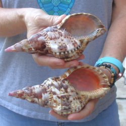 2 piece lot of Caribbean Triton Trumpet seashells 7 inch - Available for Sale for $32.00/lot