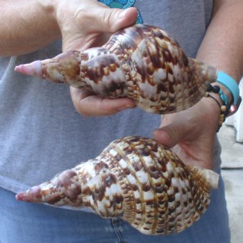 2 piece lot of Caribbean Triton Trumpet seashells 7 inch - Available for Sale for $32.00/lot