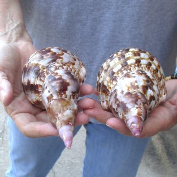 2 piece lot of Caribbean Triton Trumpet seashells 7 inch - Available for Sale for $32.00/lot