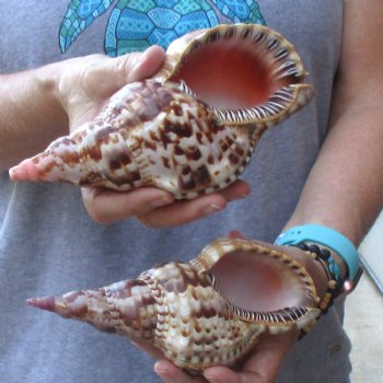 2 piece lot of Caribbean Triton Trumpet seashells 7 inch - Available for Sale for $32.00/lot