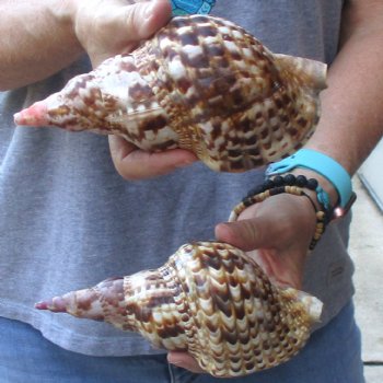2 piece lot of Caribbean Triton Trumpet seashells 7 inch - Available for Sale for $32.00/lot