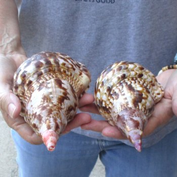 2 piece lot of Caribbean Triton Trumpet seashells 7 inch - Available for Sale for $32.00/lot
