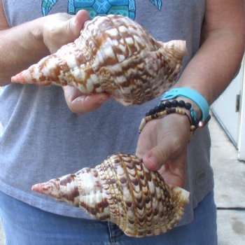 2 piece lot of Caribbean Triton Trumpet seashells 7 inch - Available for Sale for $32.00/lot