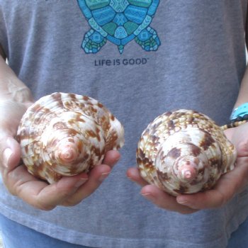 2 piece lot of Caribbean Triton Trumpet seashells 7 inch - Available for Sale for $32.00/lot