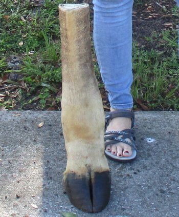 20-1/2 inch tall Giraffe Foot Mount Available For Sale for $90