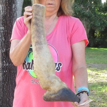 20-1/2 inch tall Giraffe Foot Mount Available For Sale for $90