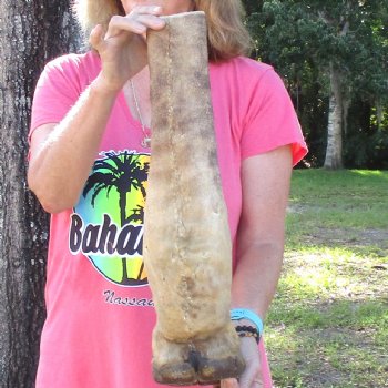 20-1/2 inch tall Giraffe Foot Mount Available For Sale for $90