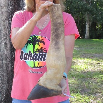 20-1/2 inch tall Giraffe Foot Mount Available For Sale for $90