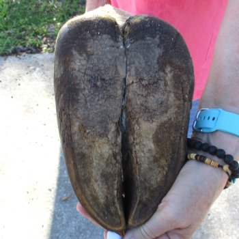 20-1/2 inch tall Giraffe Foot Mount Available For Sale for $90