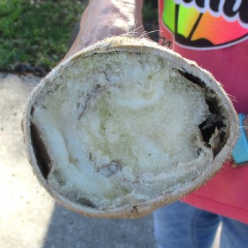 20-1/2 inch tall Giraffe Foot Mount Available For Sale for $90