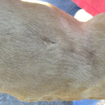 20-1/2 inch tall Giraffe Foot Mount Available For Sale for $90