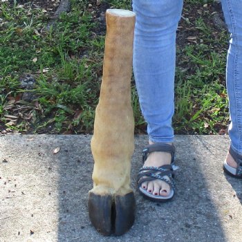 21 inch tall Giraffe Foot Mount Available For Sale for $90