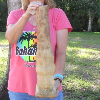 21 inch tall Giraffe Foot Mount Available For Sale for $90