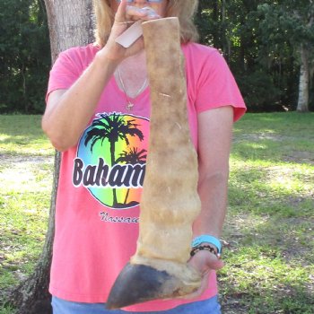 21 inch tall Giraffe Foot Mount Available For Sale for $90