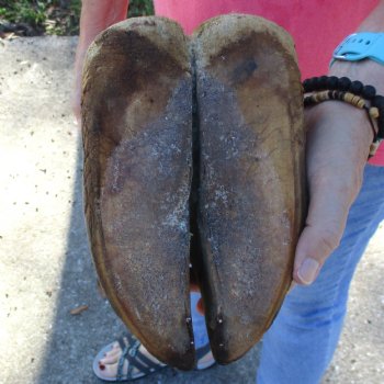 21 inch tall Giraffe Foot Mount Available For Sale for $90