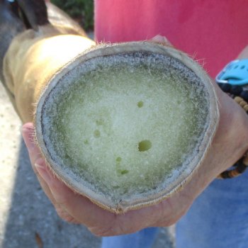 21 inch tall Giraffe Foot Mount Available For Sale for $90