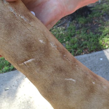 21 inch tall Giraffe Foot Mount Available For Sale for $90