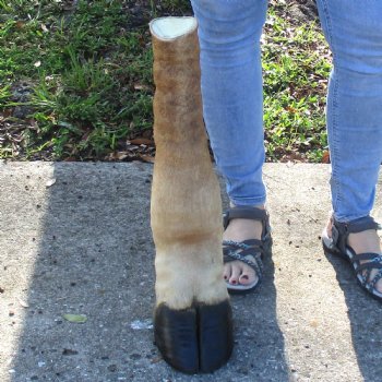 21 inch tall Giraffe Foot Mount Available For Sale for $90