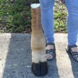 21 inch tall Giraff...